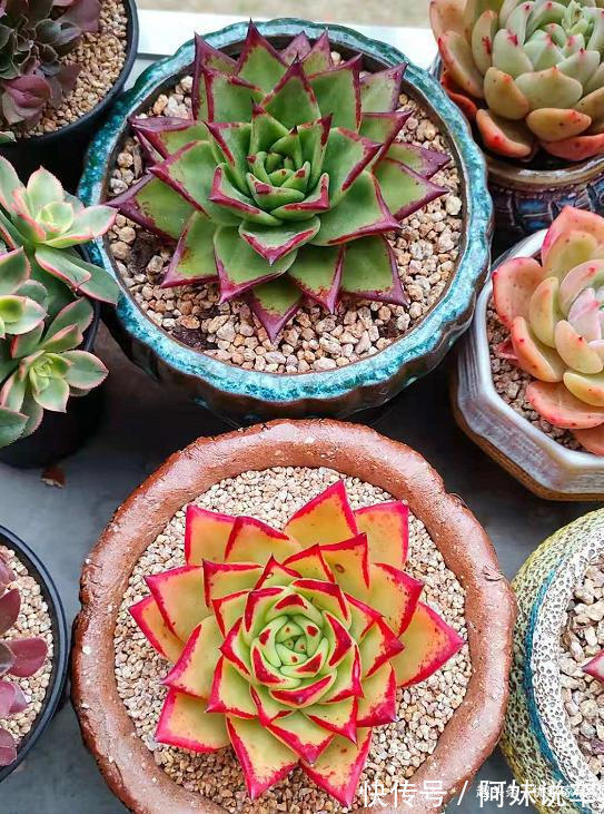 总算知道多肉艳丽的秘密了，原来都是这么控养出来，越控越艳丽