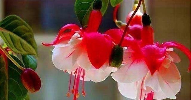 倒挂金钟|别养长寿花君子兰了,室内养花就选它,四季开花,过年挂满红灯笼