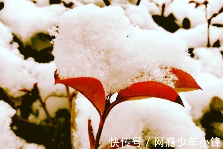 雪景$大雪节气迎瑞雪(三首)