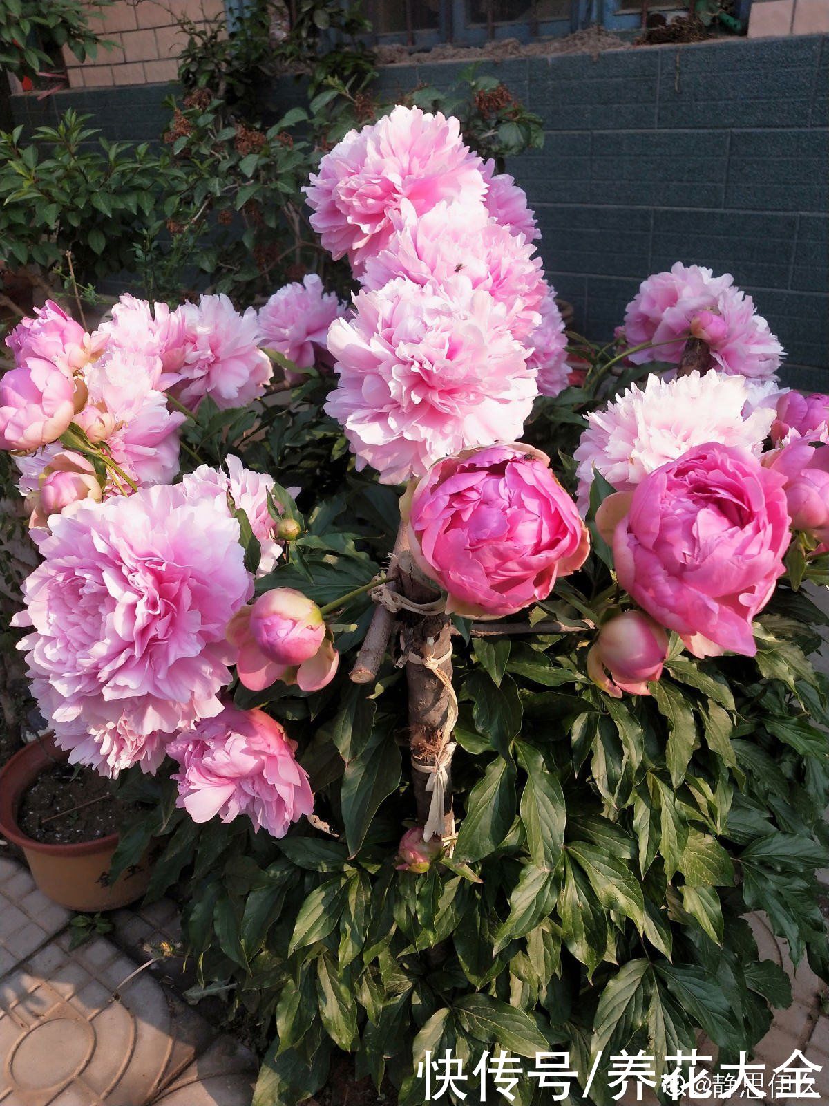 冬天|秋天种下3种花，冬天零下也不怕，明年春天花开满园