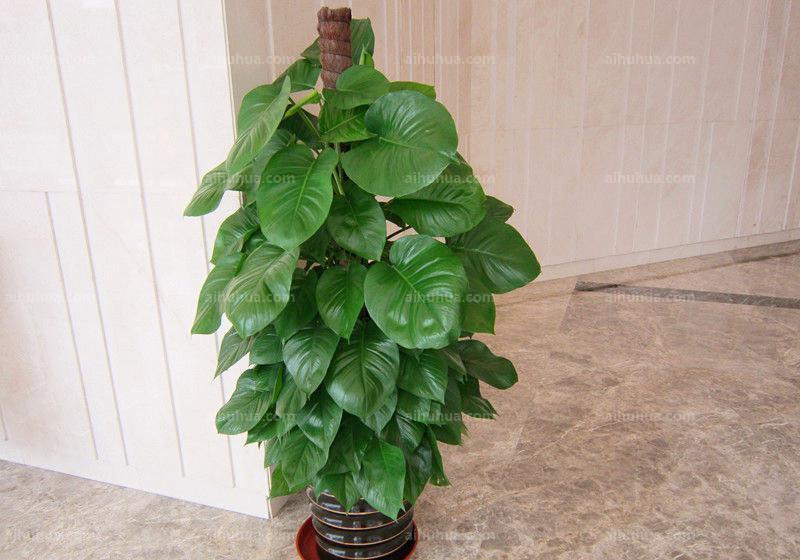 浇水|养花,秋天浇水要浇好了,自然会越长越旺盛