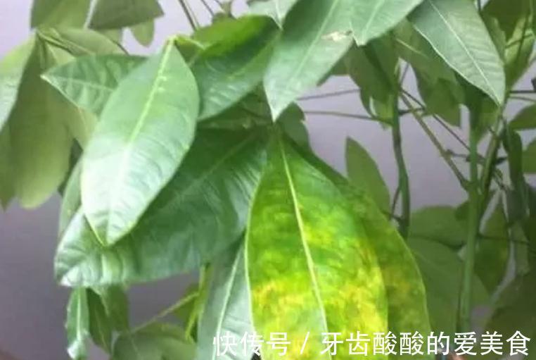 花草黄叶枯萎，原因可能在这里