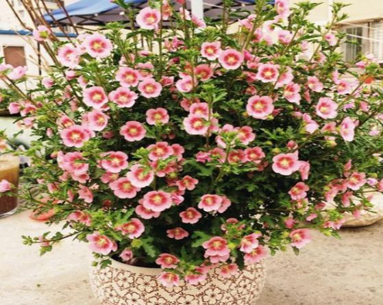 王大叔养的这盆栽，1年365天都开花，花团锦簇好看极了，好养活