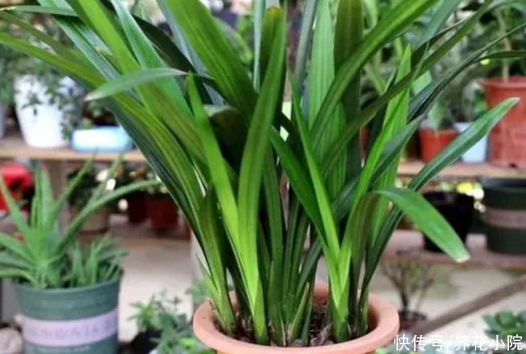 施肥|夏天太热，家中养兰花有“4不做”，现在知道还不晚