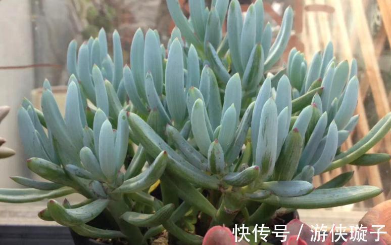 冬日养多肉,怎么防治黑腐病?王大爷:紧抓这3项工作