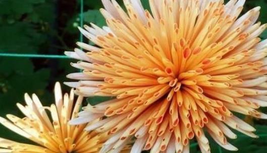 喜欢菊花，不如养盆“珍品名菊”金松月， 轻松开出花海，美极了