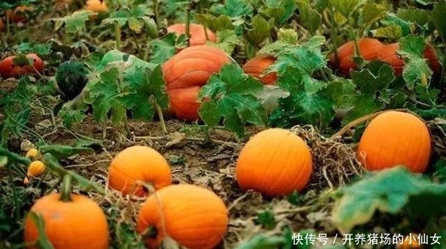 少女|18张图都隐藏着少女,找出6个正常,9个聪明,14个以上天才