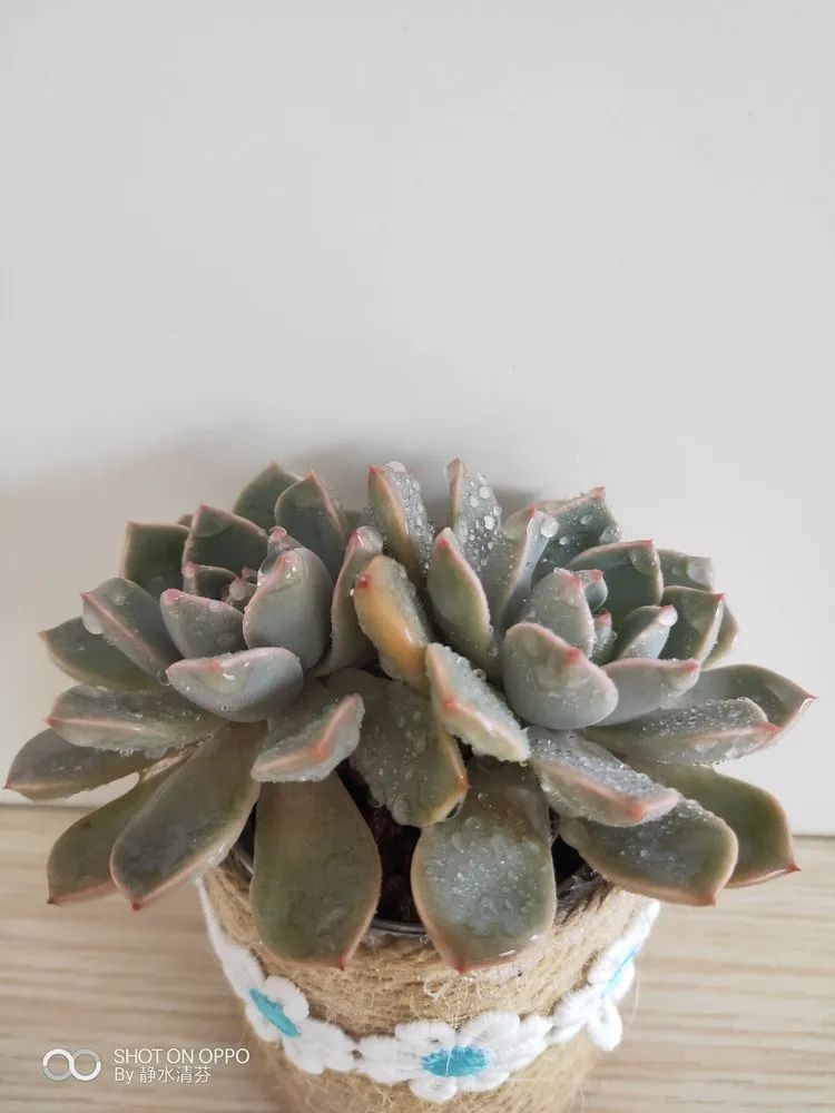 状态一般的多肉们,在我这儿已经是最美的存在了!