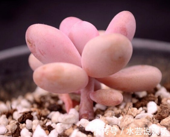 5种颜值超高的多肉，粉粉的肉嘟嘟，最适合新手养了！