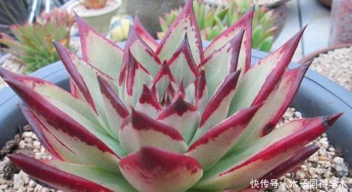 号称“巨无霸”的3种多肉，好养护易群生，小半年长成脸盆大