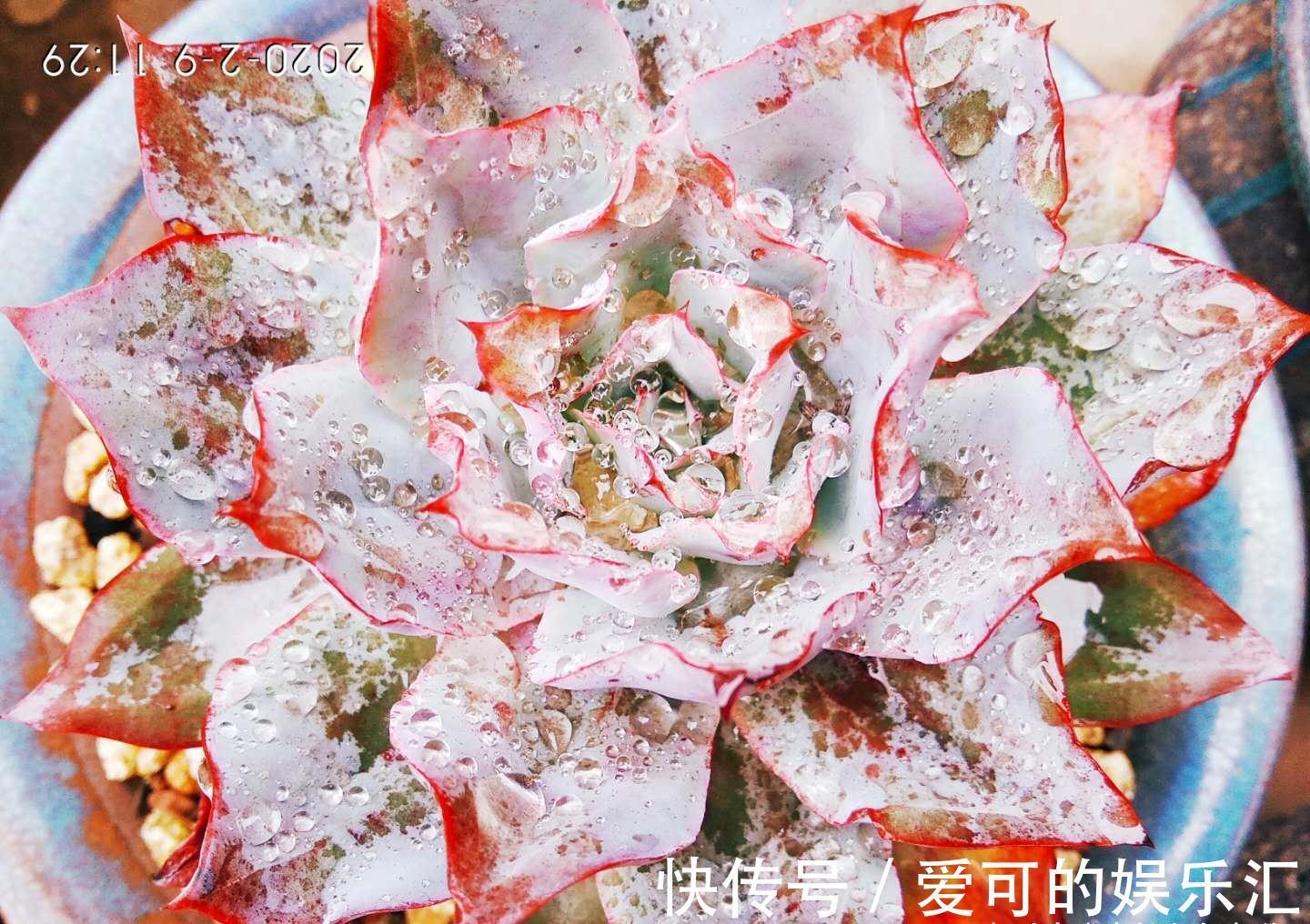 老桩|喜欢薄叶多肉,却没养过蓝光?那就像吃火锅不放香菜一样没有灵魂