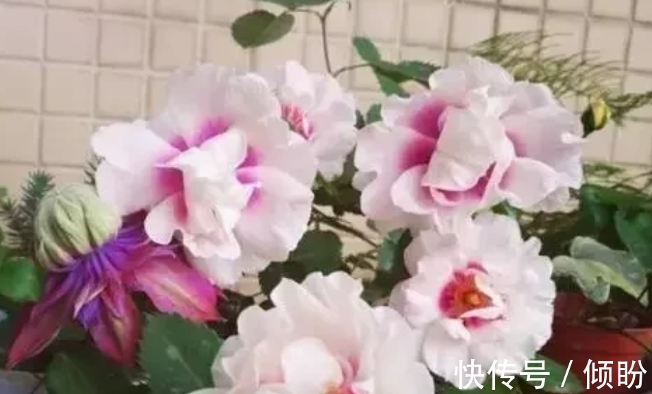 根茎|三种果皮垃圾,别再丢进垃圾桶了,丢进花盆,花卉根茎变更粗壮