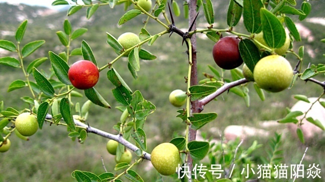 红枣|提个醒在路边遇到这种野果,一定要摘回家,现在了解还不迟