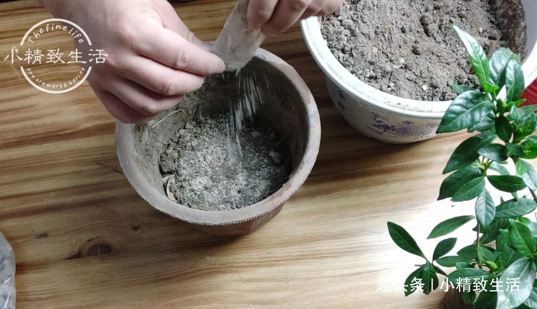 栀子花买回家，上盆分6个步骤，用9张图说明，完整明了