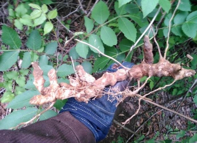 根茎|农村有1“金刚藤”,上至叶,下至根,浑身是宝,遇见可赚大了