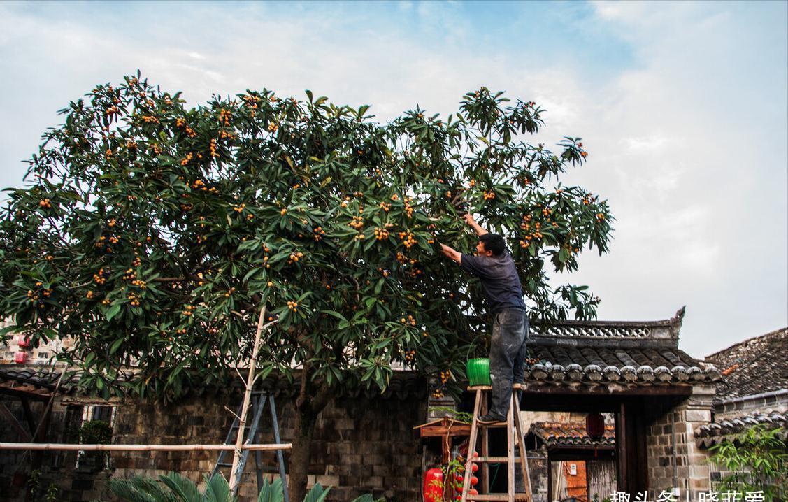 佛手|院子里适合种7种“镇宅树”,随便种一棵,“旺财添福”更旺家