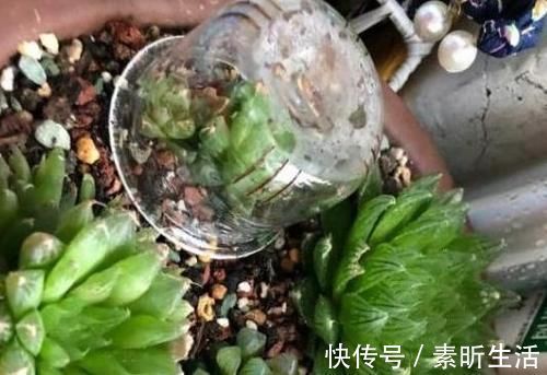 养多肉还在担心天冷叶子化水吗?套上它,反而不挨冻长得更好