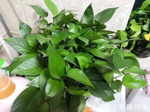 养花别舍不得,就得“割韭菜”,割1茬10天冒新芽,长势旺!