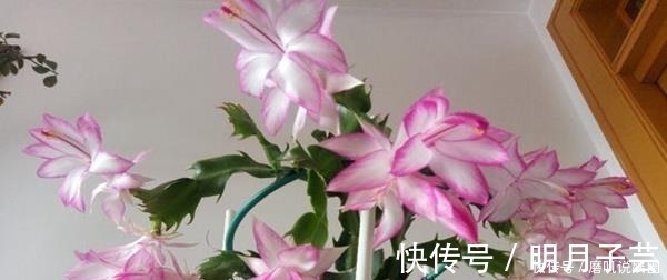 什么生根水、生根粉，通通都比不上这种油！盆里倒一点，花草疯长