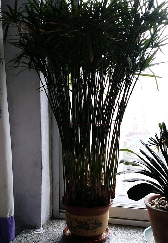 养花养根的3个“通用法则”,学会了以后,根系撑破花盆