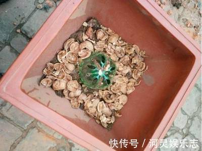 花盆|家家都有的4种“生活垃圾”，不发酵垫盆底，都是养花“万能肥”