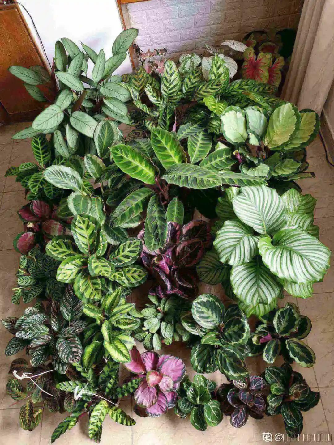 竹芋|11月,千万别买这种花,养不活惹一肚子气