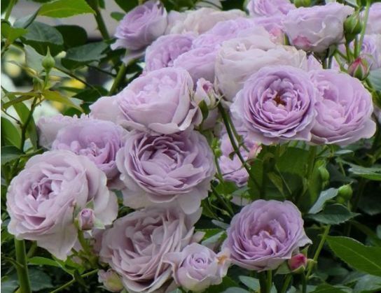 ?懒人养这4款花,不怕热不怕晒,开花超漂亮,花朵稠密又鲜艳