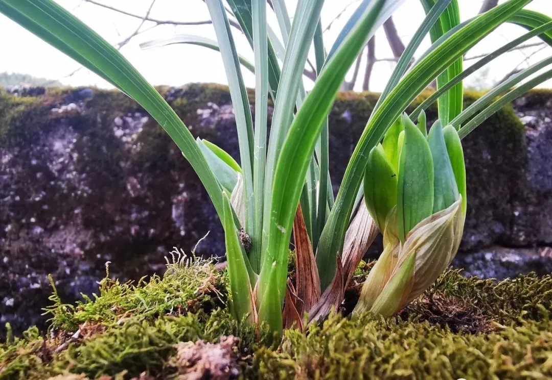 兰花|养春兰最怕什么?黄叶、卷叶、花朵细小,这些都是怎么形成的?