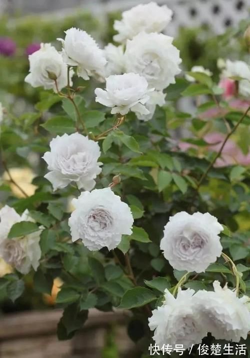 好看的“无刺月季”颜值担当,不被“狼牙棒”扎到手