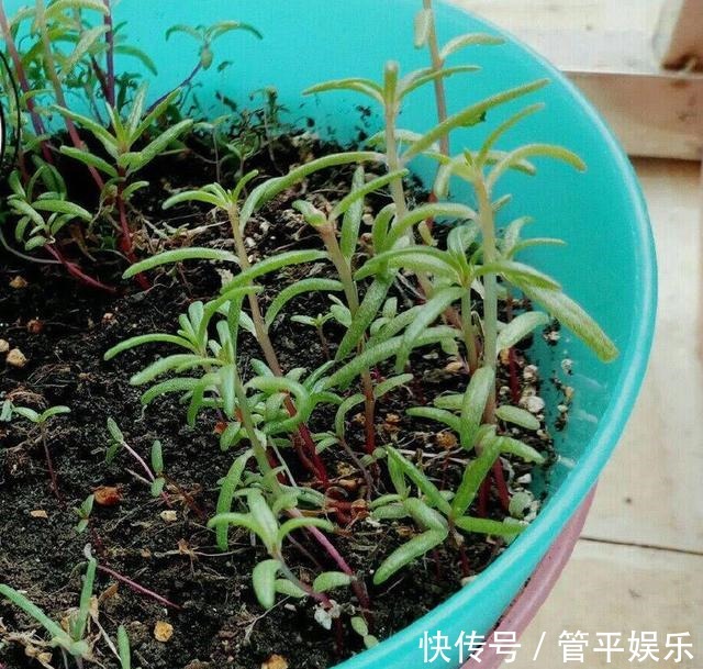 花儿|好养、好美的“4种花”,种下就活,连年开花,能养一辈子