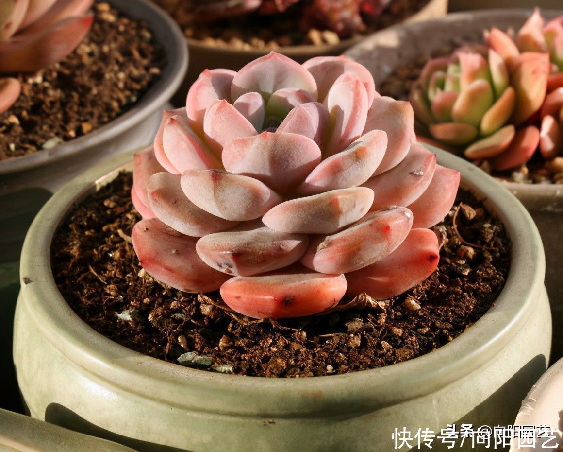 橙梦露养成大包子，很简单，换成全颗粒，少浇水，很快变包子