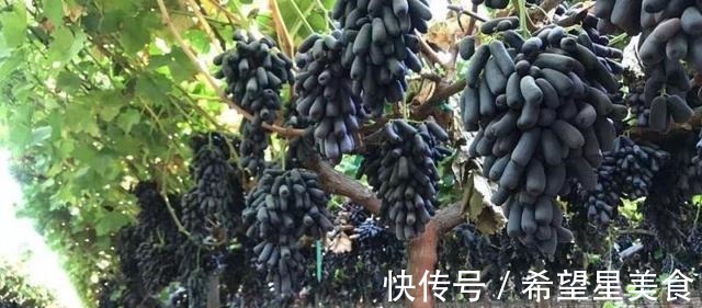 种花|如绿萝般好养的果树,不怕旱不怕晒,营养丰富还好吃!