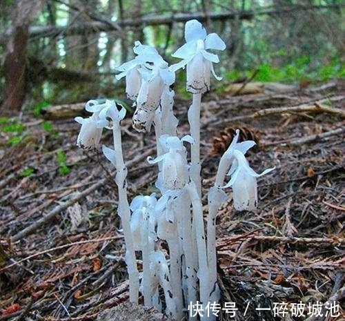 专家|村民野外看见这种花不淡定了,掉头就跑,专家:你太幸运了