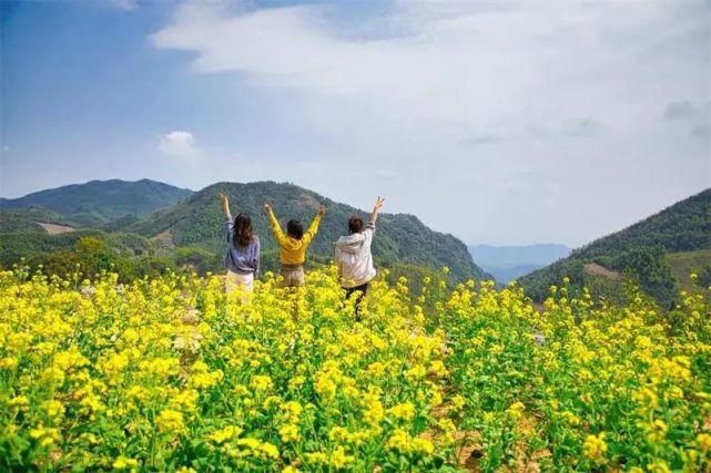 美！临安这几处“金色花海”藏不住了~