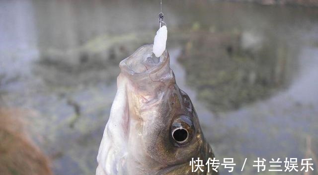 鱼饵|白米饭钓鲫鱼有奇效,尤其是在这个时间段,胜过商品饵!