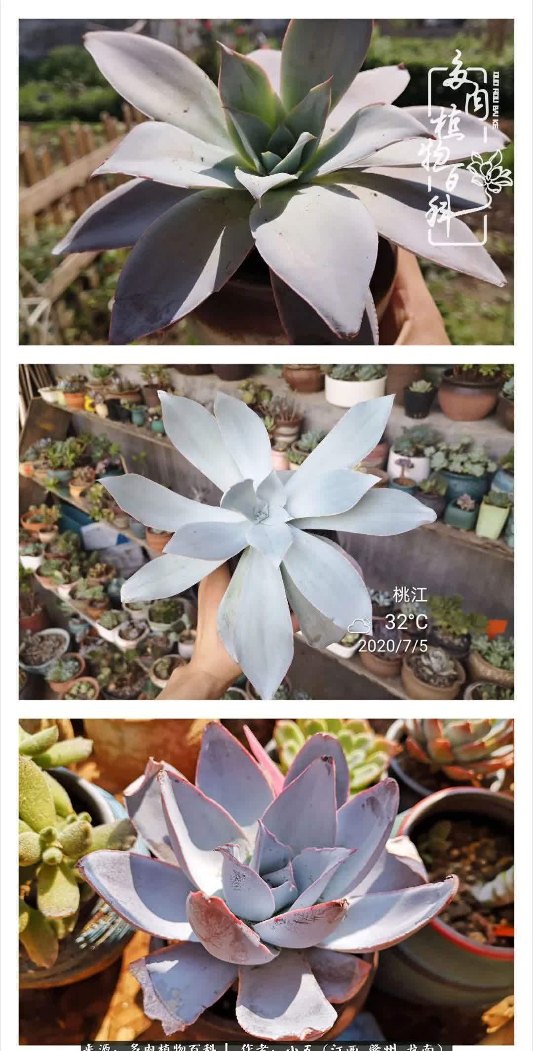 懵懵懂懂入肉坑，跌跌撞撞养多肉