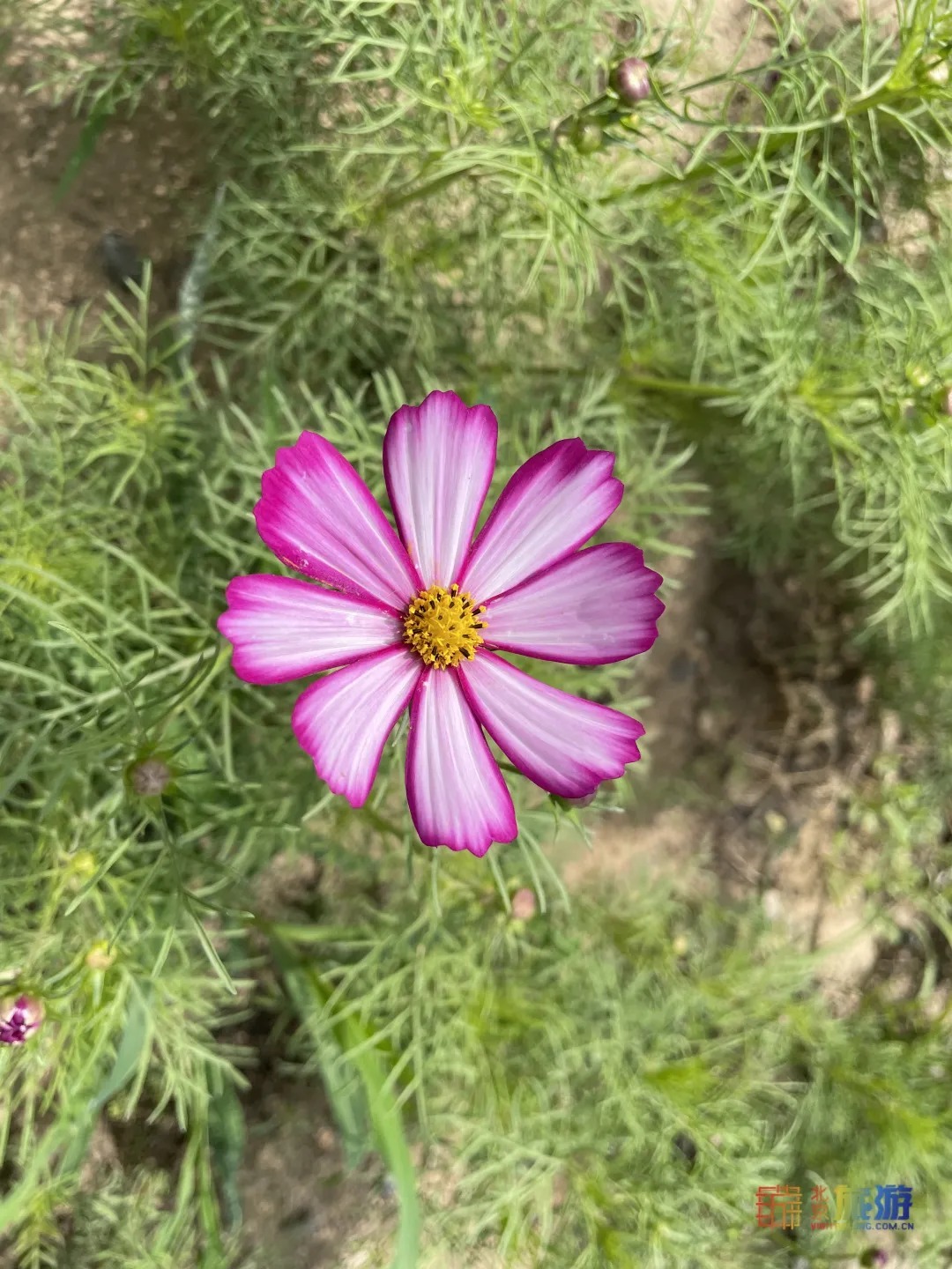 雏菊|北京亦庄超大规模雏菊花海正在盛花期，五颜六色，颜值爆表！