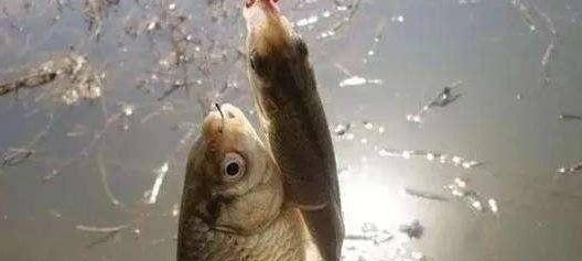 涨知识了！这四种水草里才有鱼可钓，而且钓法不同，真后悔刚知道