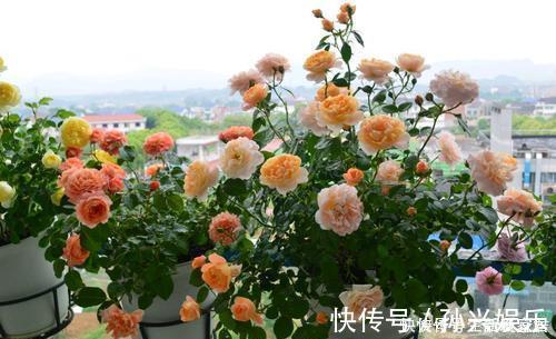 阳台|4种漂亮花,一年四季花朵轮番开,天天都是花海,是阳台盆栽佳品