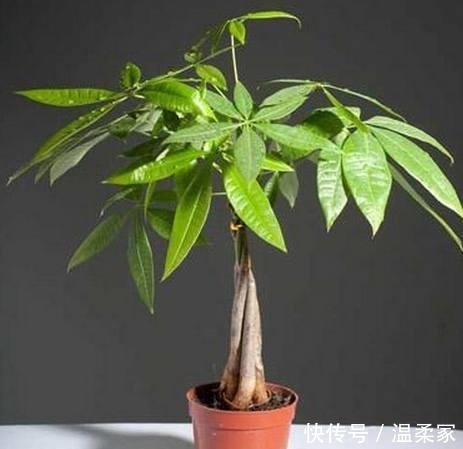 这些大吉大利的盆栽,生意人都爱摆一盆,你家里有吗