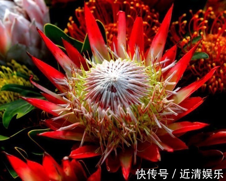 此花被誉为花中之王，是一种花开不败的鲜花！寓意着顽强的生命力