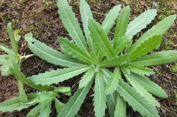凉拌|65种野菜图片，带你认识不同的野菜和吃法，你想要的野菜这里都有