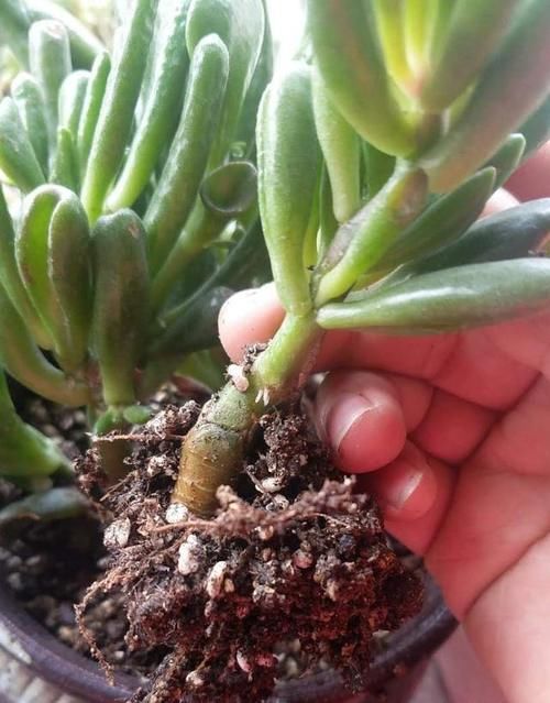 多肉吸财树发蔫怎么办？