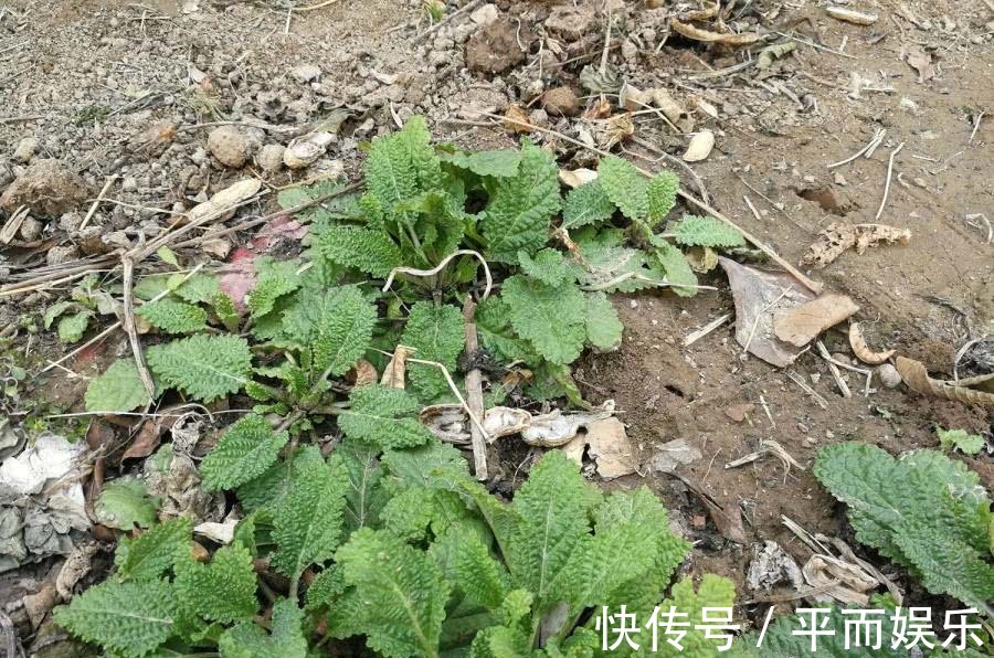农村一种野草,长得像薄荷,牛不吃鸡不刨,却