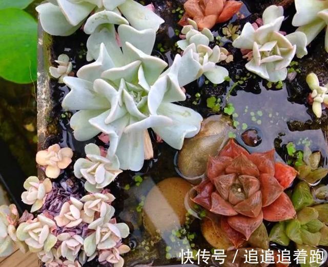 老干妈瓶养多肉,不用土只用水,叶子疯狂吸水3天变胖!