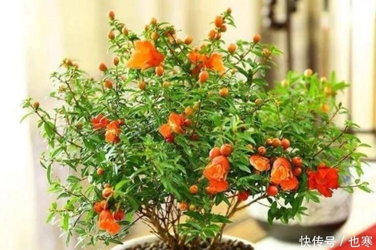 养花就养4种花,好养易活花量大,养上一盆四季欣赏,一养就上瘾