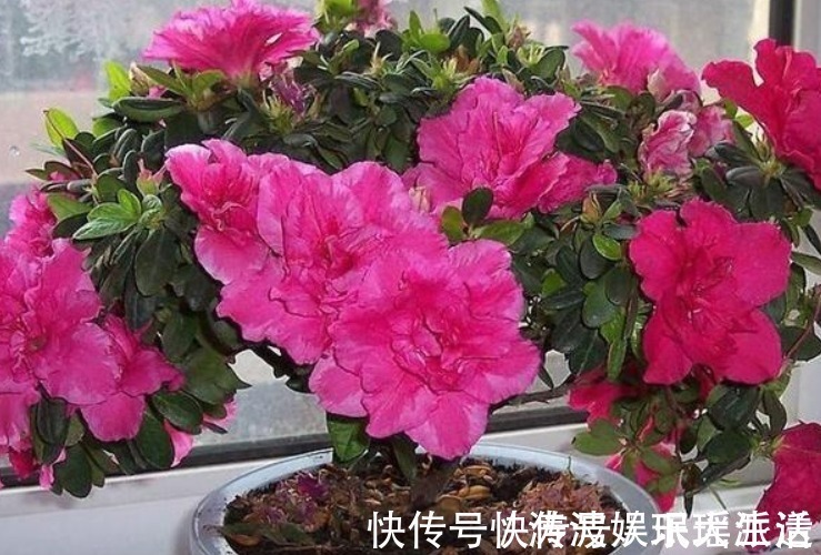 栀子花|栀子花、茉莉花、都爱喝“1种液体”,用后叶子绿、开花旺