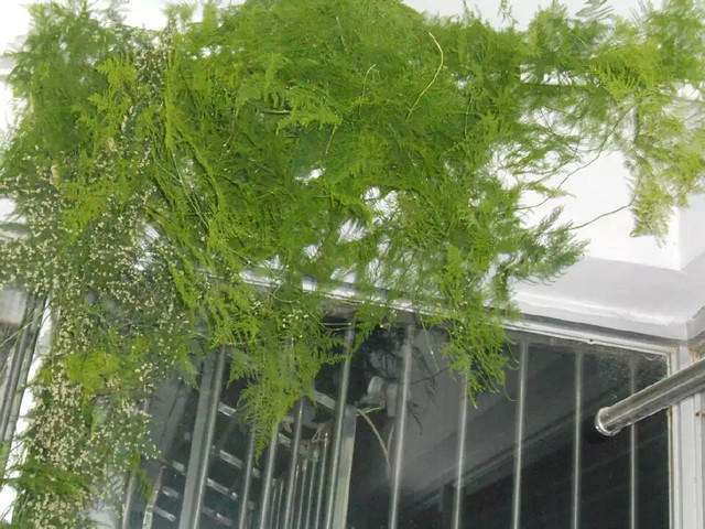 她家的文竹成了精，爬的满屋都是，剪不迭！