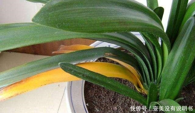 君子兰缺肥有什么症状一年四季怎样给君子兰施肥！