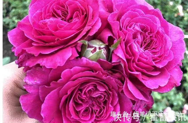 罗曼尼·詹森|“珍稀玫瑰”女人香气,丰腴婀娜,娇嫩柔和,可以说养花必备